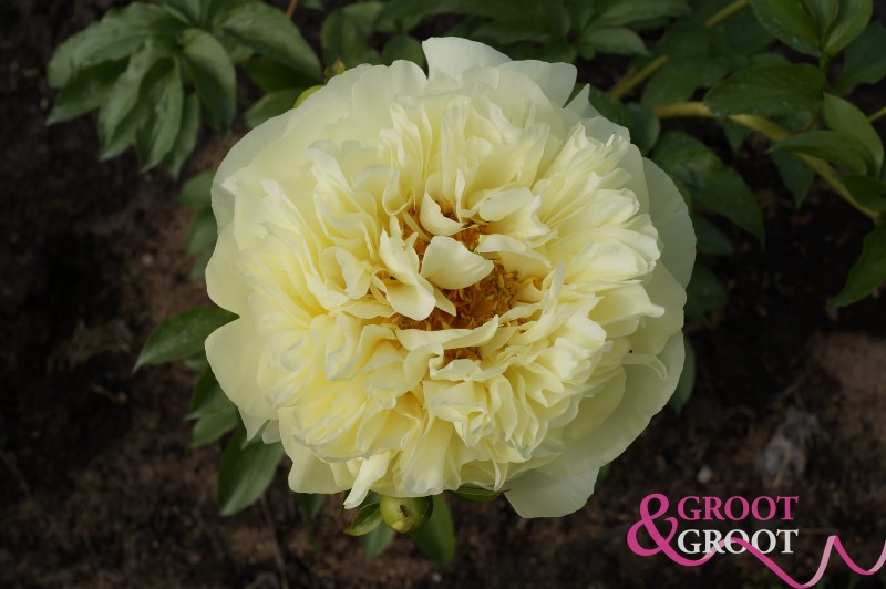 lemon chiffon peony