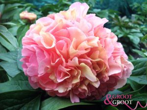 lois choice peony