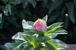 lovely rose peonies