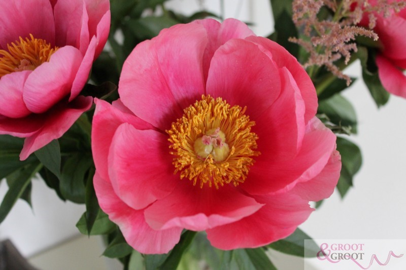 lovely rose peony