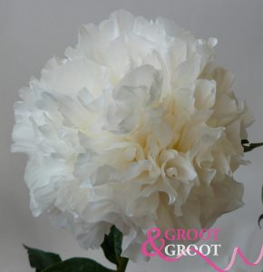 moonlit snow peony