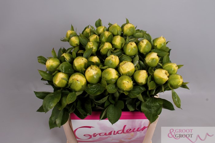 Moonrise peony