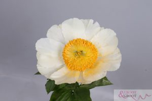 moonrise peony