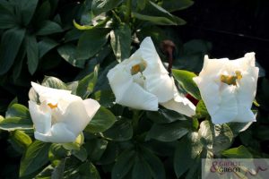 peony moonrise