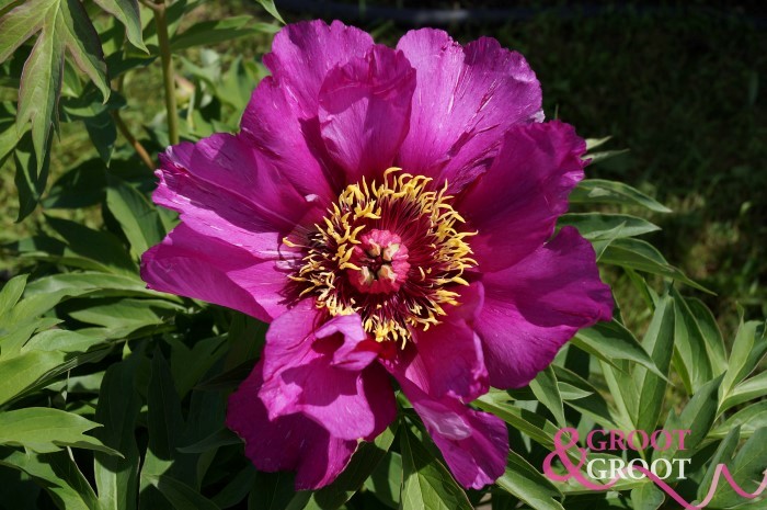 morning lilac peony