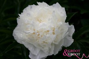 mrs edward harding peony