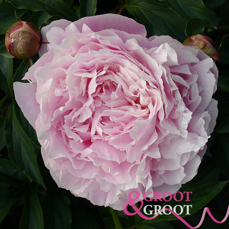 myrtle gentry peony