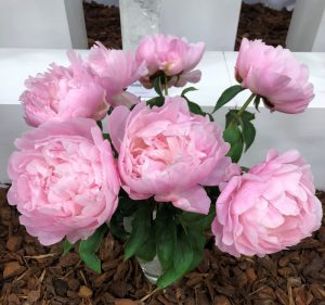 peony nancy nora