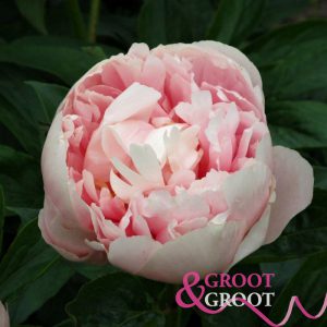 peony nelda's joy