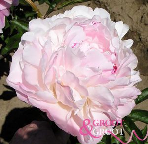 norma volz peony