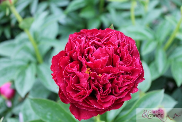 old faithful peony