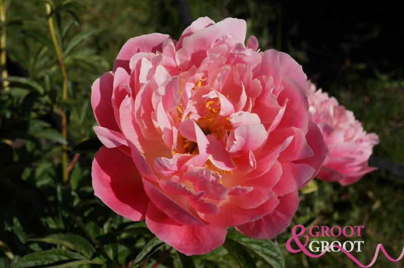 pink hawaiian peony