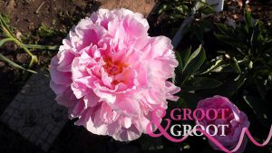 Pink Heart Throb peony