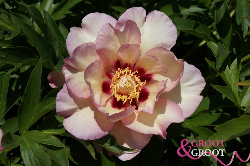 pastel splendor peony