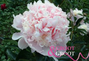 Petticoat Flounce peony