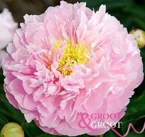 pink charmer peony