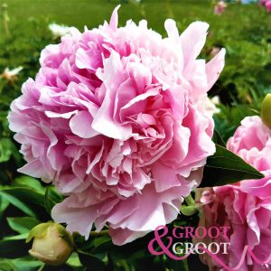 pink giant peony