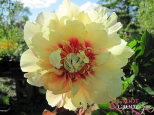 prairie charm peony