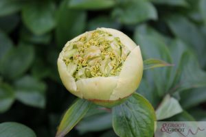 peony quitzin