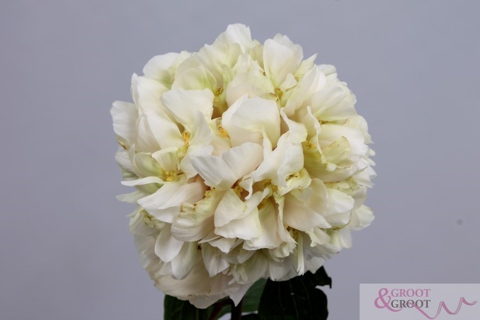 quitzin peony