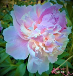 raspberry sundae peony