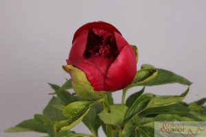 red charm peonies