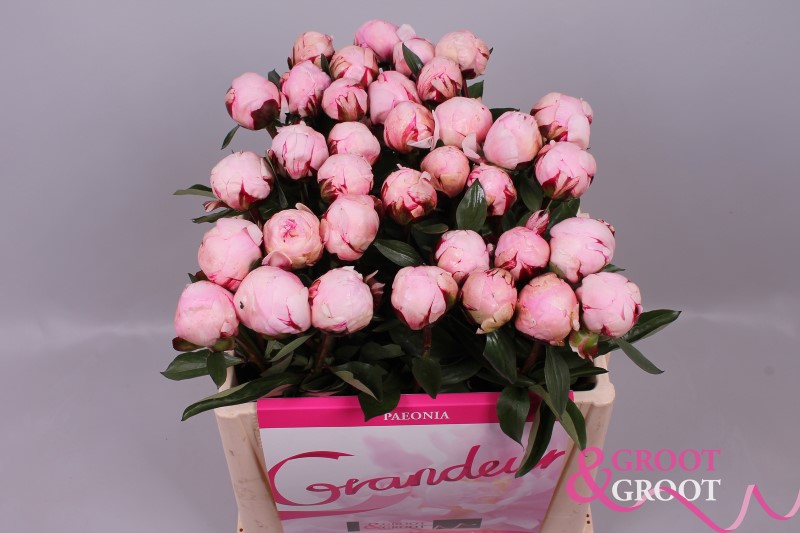 reine hortense peonies