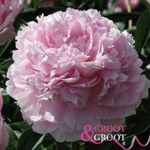 reine hortense peony