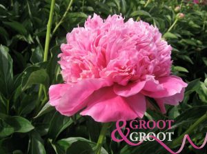 Rozoviy Ispolin peony