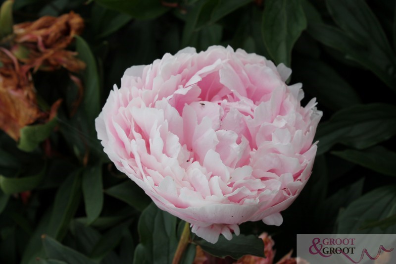 sarah bernhardt peony