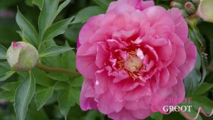 strawberry creme brulee peony