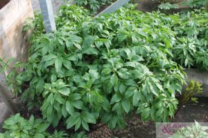 Soft Salmon Saucer peony roots