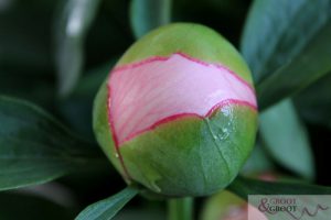 peony Soft Salmon Saucer