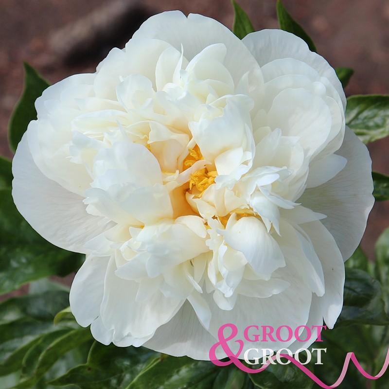 sumvitg peony