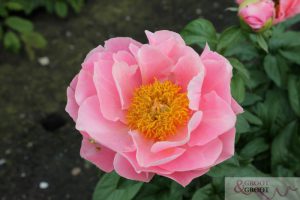 salmon dream peony