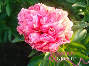 salmon glory peony