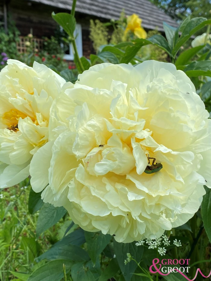 Seidl's Super peony