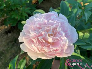 Serene pastel peony