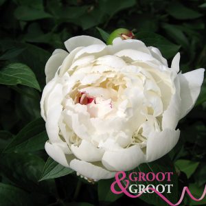 silver slipper peony