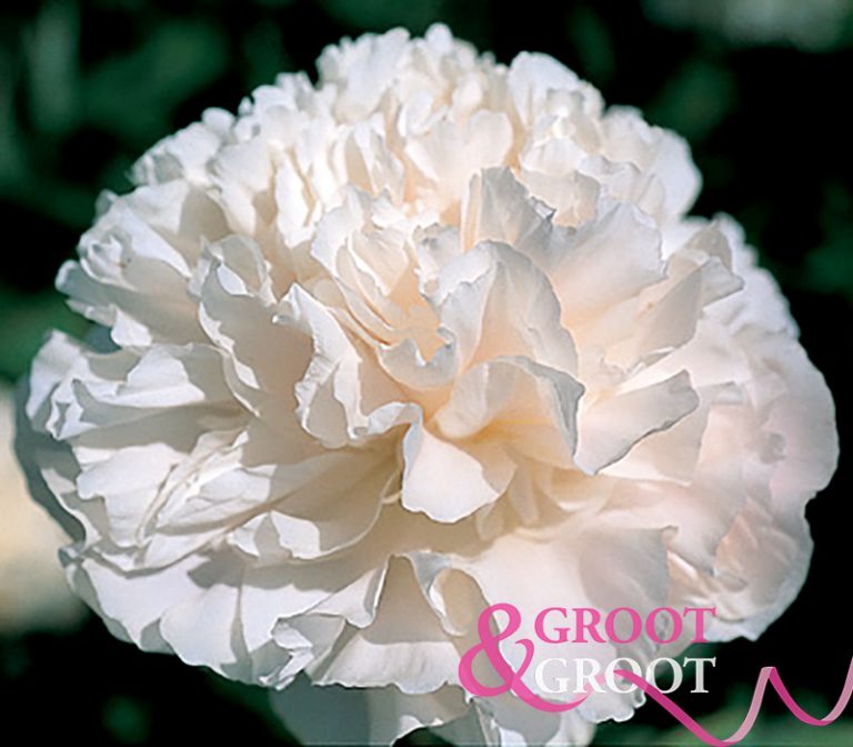 Peony roots for sale: Available all year! | Groot & Groot