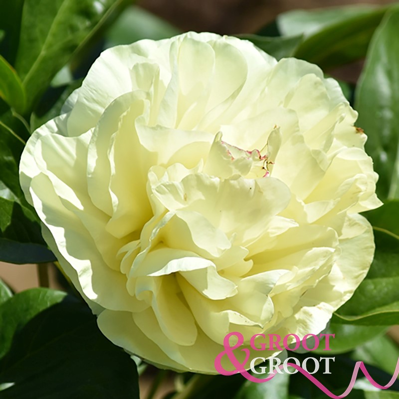 sweet lemonade peony