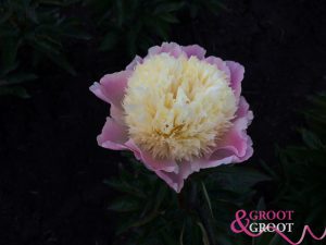 touch of class peony