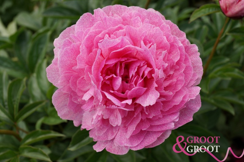 the fawn peony