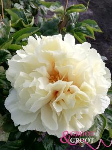 vanilla schnapps peony