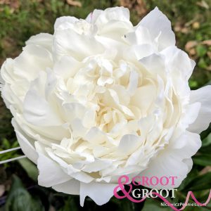 white lullaby peony