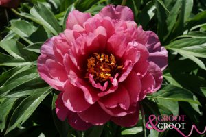 yankee doodle dandy peony