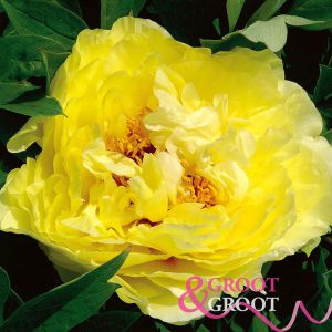 yellow crown peony