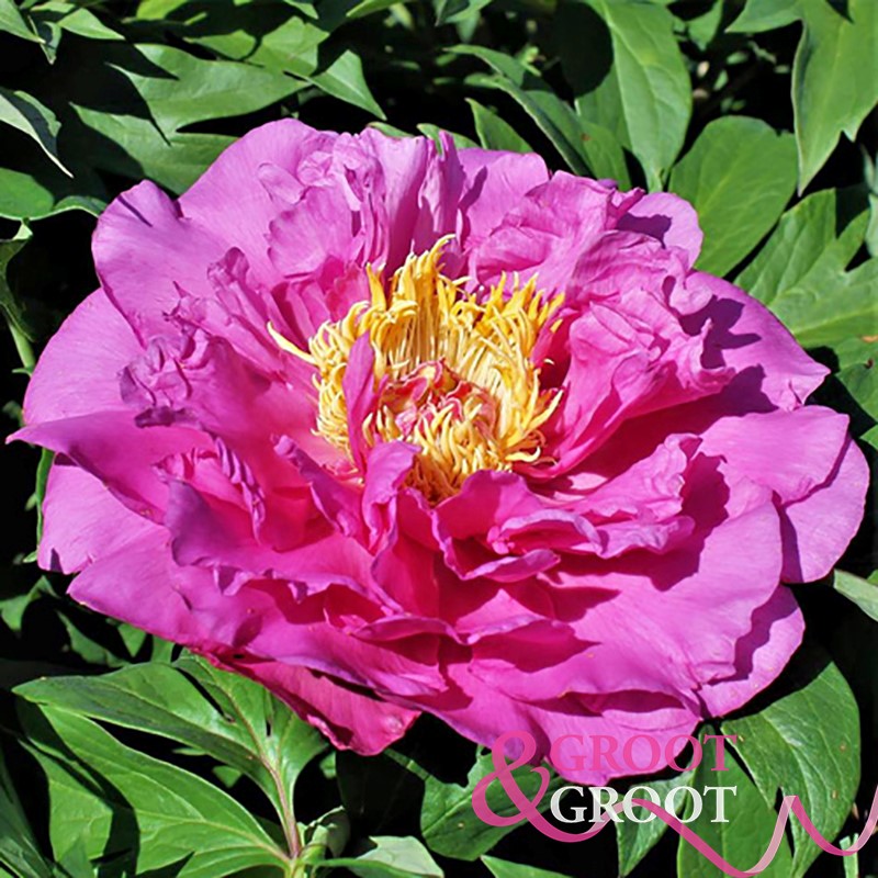 gordon e simonson peony