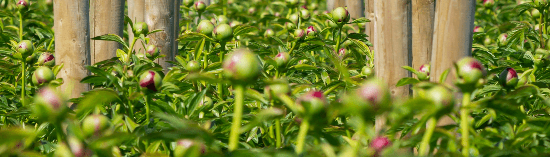 peony roots for sale