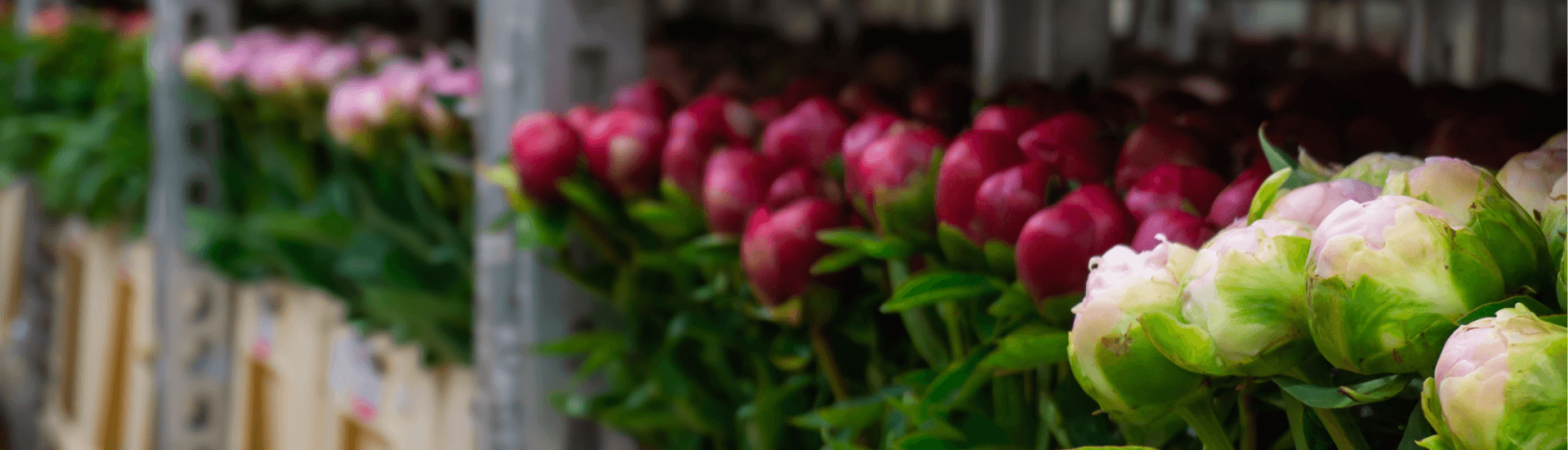 peonies